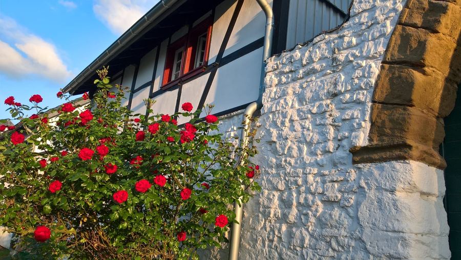 Rosen an der Burgmauer